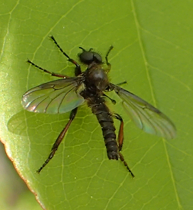 Genus Bibio