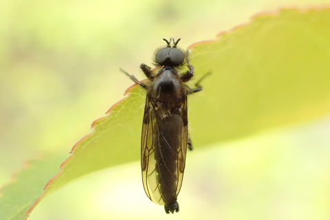 Genus Bibio