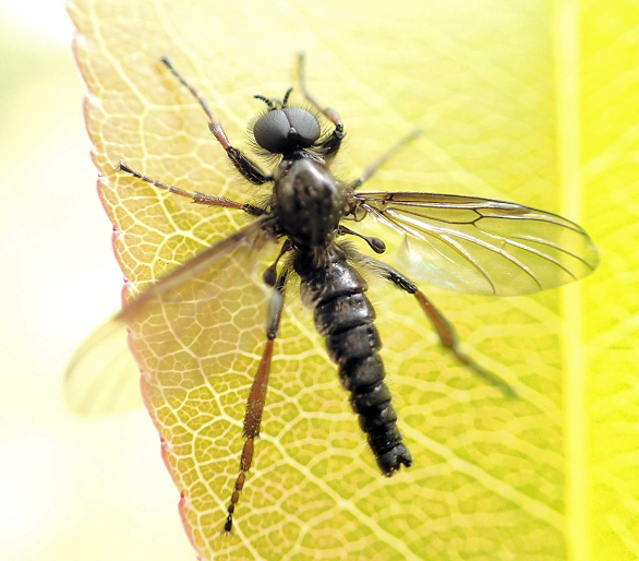 Genus Bibio
