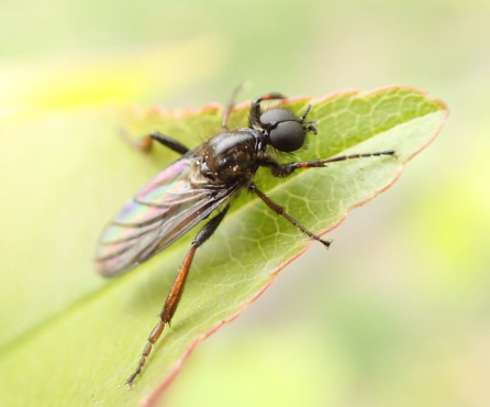 Genus Bibio