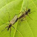 Bibio articulatus