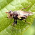 Myopa