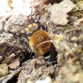 Colletes