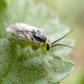 Tenthredinidae