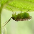 Tenthredinidae