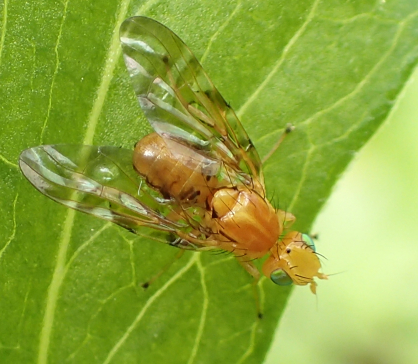 Family Tephritidae (True Fruit Flies)