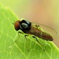 Bertamyia notata