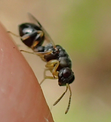 Family Cynipidae (Gall Wasps)