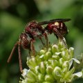 Nomada
