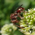 Nomada