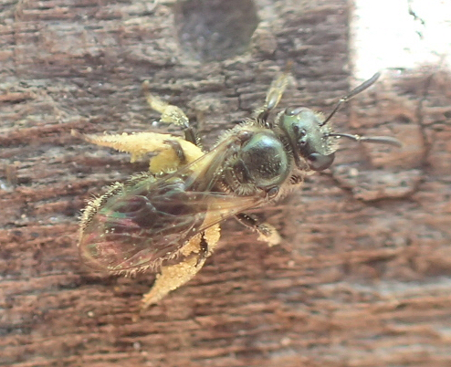Epifamily Anthophila (Bees)