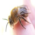 Colletes