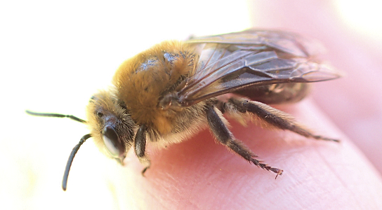 Genus Colletes (Cellophane Bees)