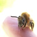 Colletes