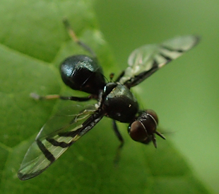 Genus Rivellia