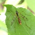 Ptychoptera