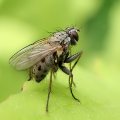 Coenosia