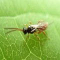 Ichneumonoidea
