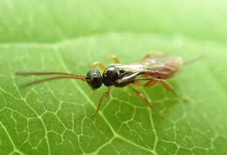 Superfamily Ichneumonoidea (Ichneumonid and Braconid Wasps)