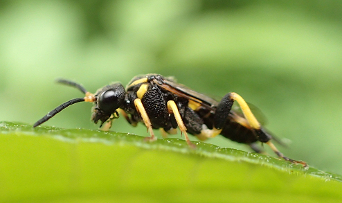Pseudosiobla excavata