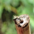 Ceratina