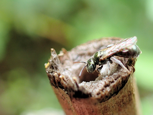 Genus Ceratina (Small Carpenter Bees)