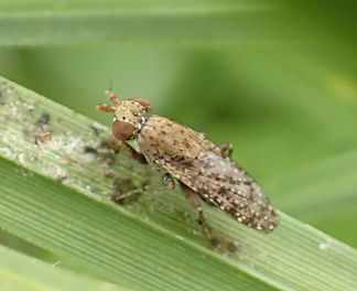 Family Sciomyzidae (Marsh Flies)
