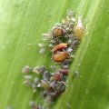 Aphididae