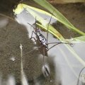 Gerridae