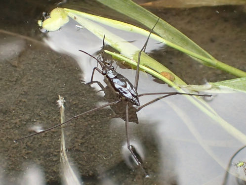 Family Gerridae (Water Striders)