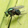 Dolichopodidae