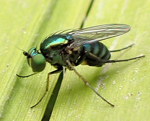 Family Dolichopodidae (Long-legged Flies)