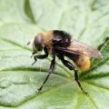 Merodon equestris