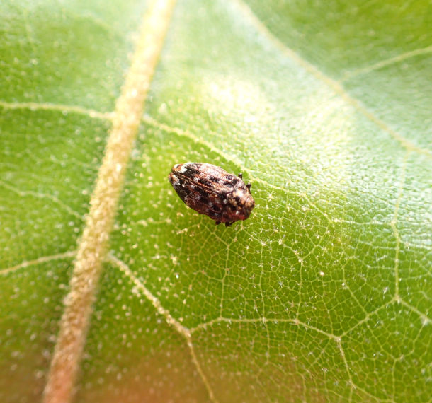 Genus Brachys
