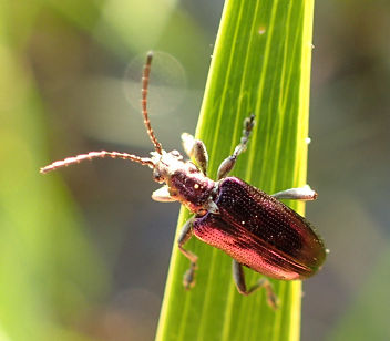 Genus Plateumaris (Spade Reed Beetles)