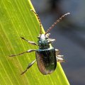 Plateumaris