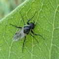 Bibio albipennis