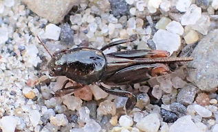 Family Tridactylidae (Pygmy Mole Crickets)