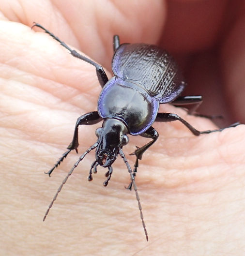 Carabus serratus (Serrate-shoulder Worm and Slug Hunter)