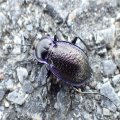 Carabus serratus