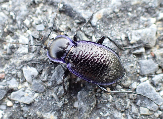 Carabus serratus (Serrate-shoulder Worm and Slug Hunter)