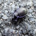 Carabus serratus