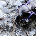 Carabus serratus