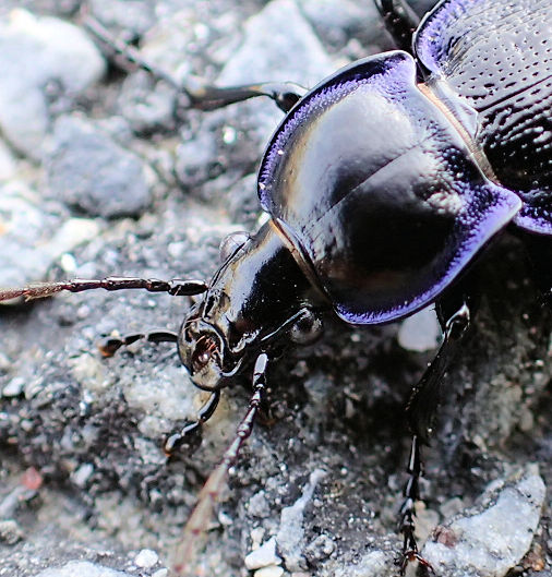 Carabus serratus (Serrate-shoulder Worm and Slug Hunter)