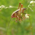 Roeseliana roeselii