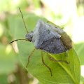 Euschistus
