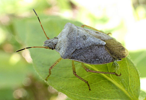 Genus Euschistus (Brown Stink Bugs)