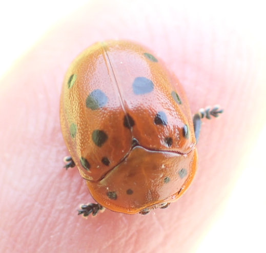Chelymorpha cassidea (Argus Tortoise Beetle)