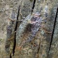 Dicerca