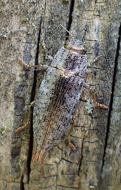Genus Dicerca